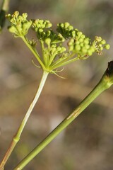 Peucedanum officinale