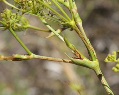 Peucedanum officinale