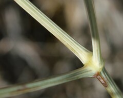 Peucedanum officinale