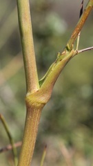 Peucedanum officinale