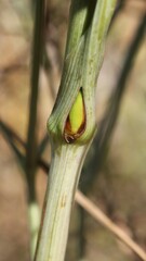 Peucedanum officinale