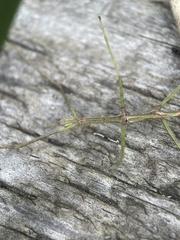 Ctenomorpha