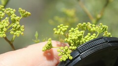 Peucedanum officinale