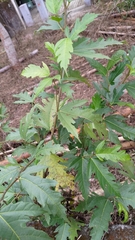 Ficus irisana