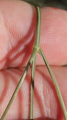 Peucedanum officinale