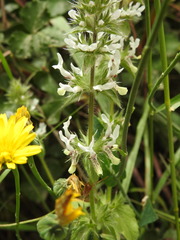 Stachys ocymastrum
