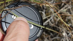 Peucedanum officinale