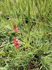 Indigastrum fastigiatum