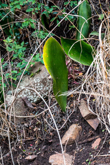 Sansevieria metallica