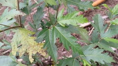 Ficus irisana