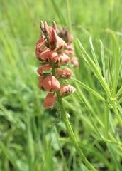 Indigastrum fastigiatum