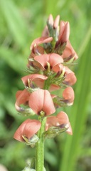 Indigastrum fastigiatum