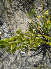 Eulophia tristis