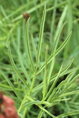 Indigastrum fastigiatum