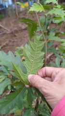 Ficus irisana