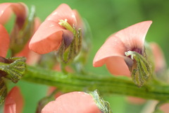 Indigastrum fastigiatum