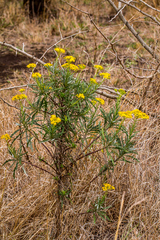 Senecio polyanthemoides