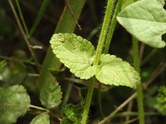 Stachys ocymastrum
