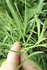 Indigastrum fastigiatum