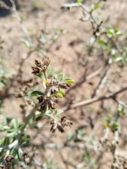 Psoralea hirta