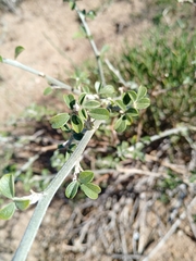 Psoralea hirta