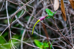 Strophanthus gerrardii