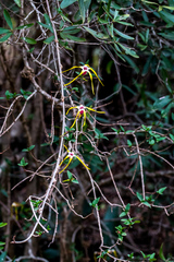 Strophanthus gerrardii