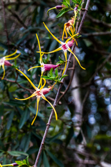 Strophanthus gerrardii