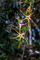 Strophanthus gerrardii