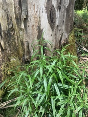 Senecio linearifolius