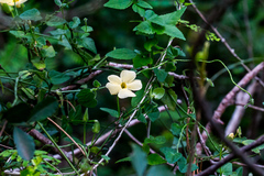 Thunbergia neglecta