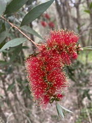 Melaleuca citrina