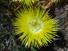 Conicosia pugioniformis