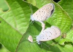 Zizula hylax pygmaea