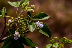 Vitex obovata