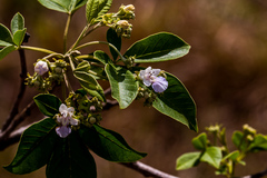 Vitex obovata
