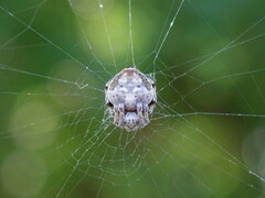Eriovixia