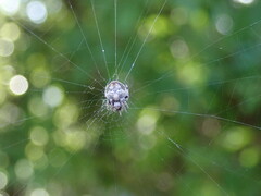 Eriovixia