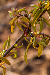 Ximenia americana