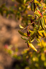 Ximenia americana