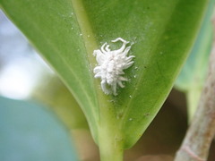 Icerya aegyptiaca