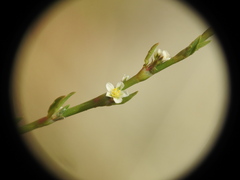 Polygonum equisetiforme