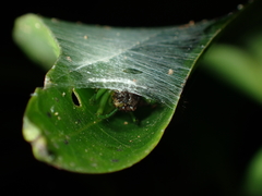 Bijoaraneus mitificus