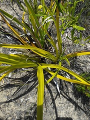 Eulophia tristis
