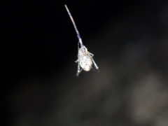 Chrysso lingchuanensis