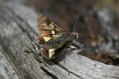 Trapezites phigalioides