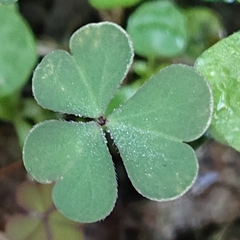 Oxalis corniculata