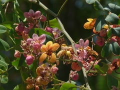 Cassia