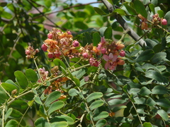 Cassia