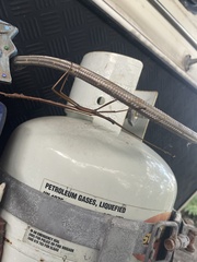 Tropidoderus childrenii